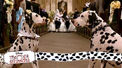 Wedding Bells | (5/15) Movie Scenes | 101 Dalmatians (1996) HD - YouTube