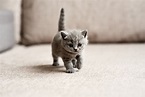 ¡Bienvenido a casa gatito! Cómo cuidar de mi gato recién nacido - Blog