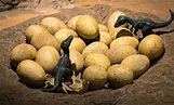 Preserved eggs reveal how dinosaurs raised their kids • Earth.com