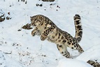 Leopardo de las nieves: 10 datos curiosos que te van a sorprender | Bioguia