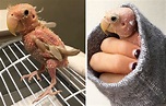This love bird without feathers is winning over hearts and everyone is ...