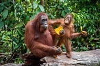 Orangotango - ecologia, características, fotos - Animais - InfoEscola