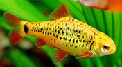 Barb Species: Profiles and Care Information