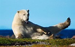 Quiénes son los depredadores del oso polar – Sooluciona