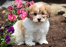 Shichon Puppies for Sale - Keystone Puppies