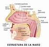 Obstrucción nasal - Zona Hospitalaria