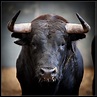 This is Toro. Toro is the biggest bull ever born. He has razor tusks ...