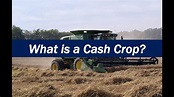 What is a Cash Crop? - YouTube