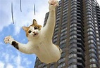 Vídeo: Descubre el salto más impresionante del gato volador - donDiario