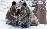 Bear in Snow Wallpaper - KoLPaPer - Awesome Free HD Wallpapers