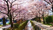 The Philosopher's Walk in Kyoto | JRailPass
