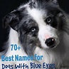 Más de 70 nombres únicos para perros con ojos azules - Perros 2024
