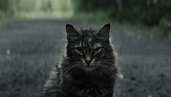‘Pet Sematary’ cat actor's red carpet look sparks internet frenzy