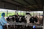 防治牛結節疹 雲縣牛隻已全面完成疫苗施打