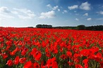 Peace or Freedom: In Flanders Fields the poppies grow....