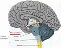 Plantando Ciência: Introdução à Neuroanatomia: Tronco Encefálico