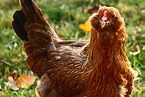 Chicken Breeds for the Small Farm or Backyard Flock