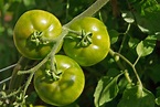 Grüne Tomaten gegessen und Übelkeit? Das ist der Grund