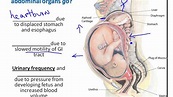 Chapter 28 Moms Anatomical Changes During Pregnancy - YouTube