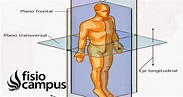 Plano transversal | Qué es, significado y para qué se usa en anatomía