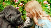 Girl Meets Gorillas She Was Raised Up With After 12 Years And Their ...