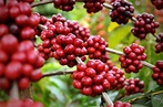 Plantação de café: técnicas de manejo para o cultivo ideal - TMF ...
