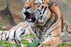 Amur-Tiger Darius war sehr krank und wurde eingeschläfert