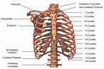 Las Costillas en el Cuerpo Humano | La guía de Biología