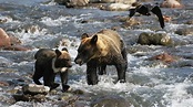 Expeditionen ins Tierreich: Wildes Japan - Tropenstrand und Bärenland ...