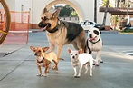 Foto de la película Un chihuahua en Beverly Hills 2 - Foto 9 por un ...