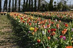 Bussolengo: i tulipani della Flover Farm sono pronti per la raccolta