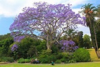 Jacaranda mimosifolia - Jacaranda - Royal Sydney Botanic Gardens ...