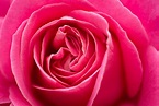 Shocking Pink Rose Photograph by Ana V Ramirez - Pixels