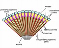 Arthropod eye - Wikipedia