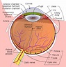 Globe (human eye) - Wikipedia