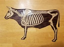 Anatomía de la vaca Esqueleto Grabado en Madera Recortado - Etsy México
