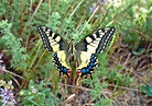 Schmetterlinge - Infos, Fotos und Steckbriefe über die hübschen Insekten