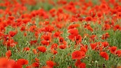 Field of Poppies Wallpaper (50+ images)