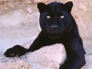 Black Panther Animal Wallpapers - Wallpaper Cave