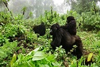 Virunga National Park in Congo Will Reopen