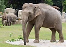 Shanti the Asian Elephant - Prague Zoo