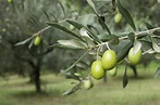 What you’ll need to grow an Olive Tree | Natures Naturals
