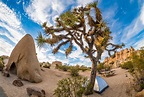 Things To Do In Joshua Tree National Park - Travel Caffeine