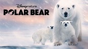 Polar Bear | Disney+