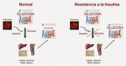 Hormonas : DIABETES y sus componentes