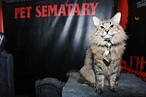 Pet Sematary's animal handlers answer our questions about casting ...
