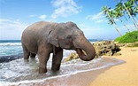 Download wallpapers elephant, summer, beach, Thailand, ocean for ...