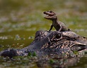 Crocodile Animals Pictures