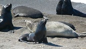 Best Time to See Southern Elephant Seals in Argentina 2024 - Rove.me
