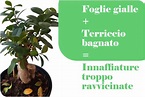 Bonsai Ficus ginsens perde foglie: 7 Motivi e cosa fare